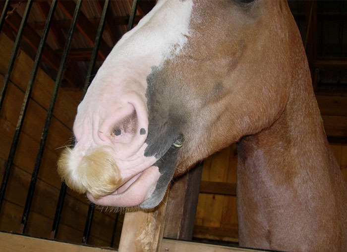 can horses grow mustaches