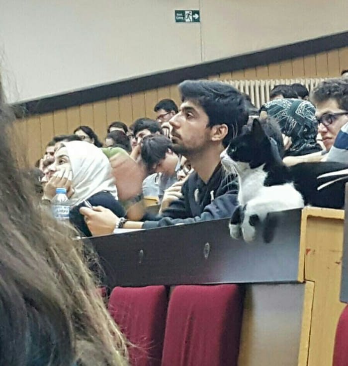 cat in college class Turkey