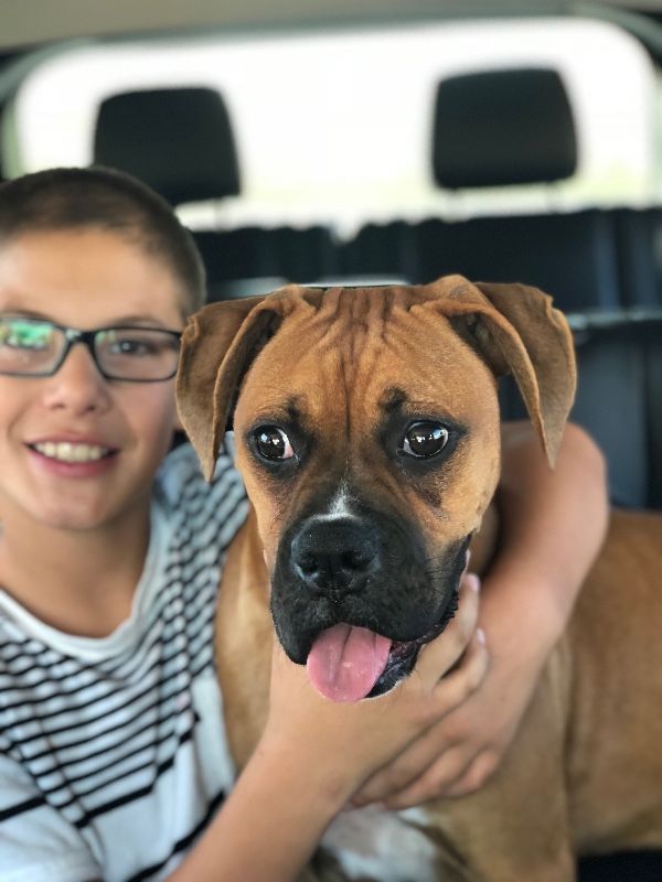 dog saves boy rattlesnake