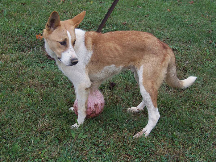 dog 6 pound tumor rescued