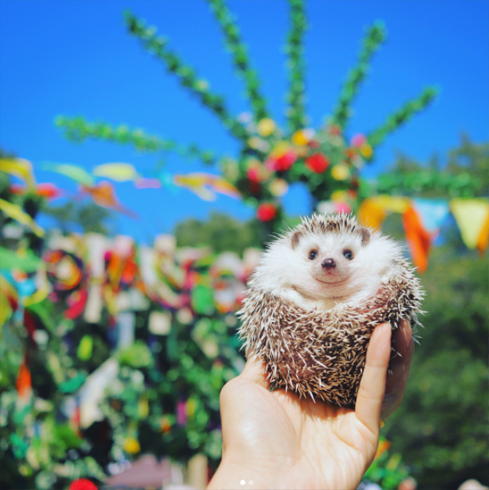 This Little Hedgehog Went 'Camping' And It's The Cutest