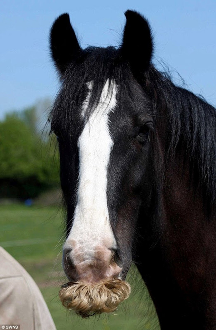 can horses grow mustaches