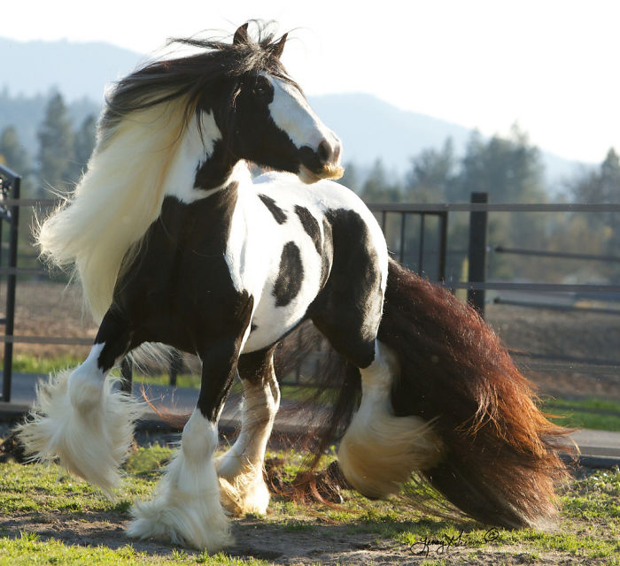 can horses grow mustaches