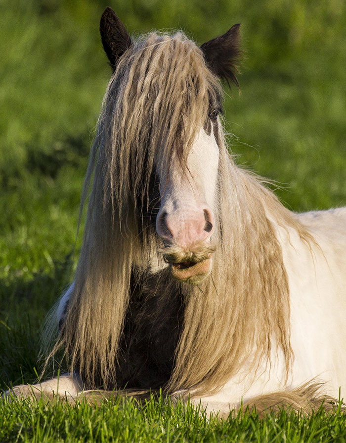 can horses grow mustaches