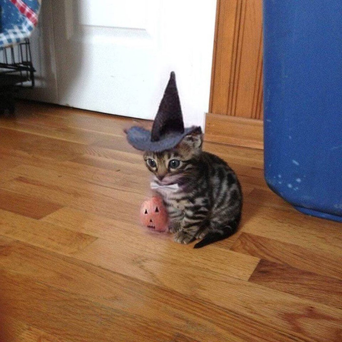 xnkre-getting-ready-for-Halloween.jpg