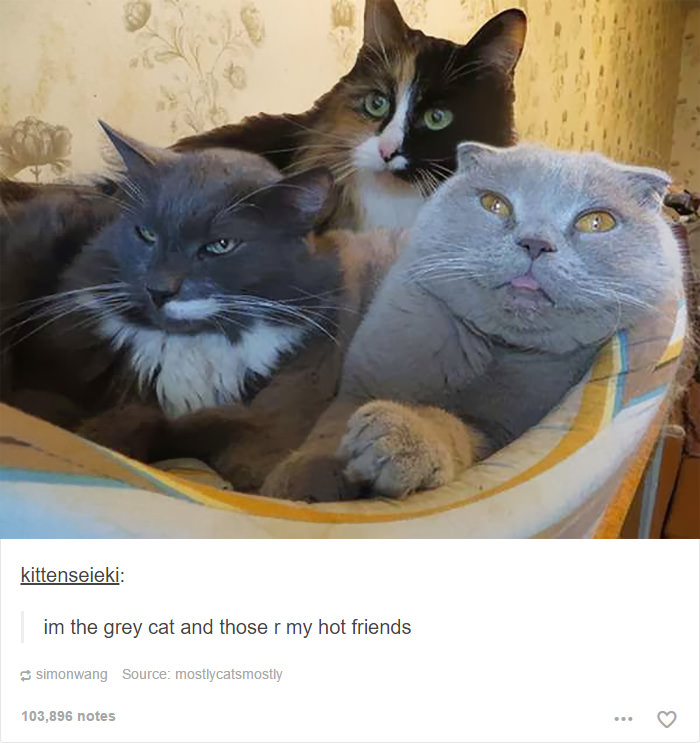 52 Funny Cat Memes That Prove Cats Still Rule The Internet
