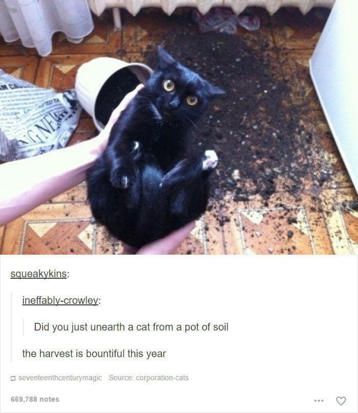 funny cat memes