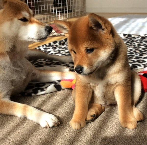 This Adorable Shiba Inu Puppy Was Born With A Permanent Sad Face 0qjzw-puppy-sad-face-3