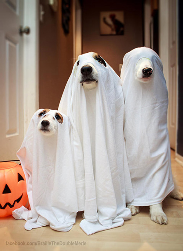 21aio-blind-dog-ghost-funny.jpg