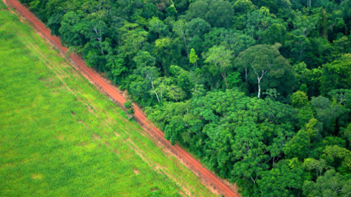 largest amazon reforestation project