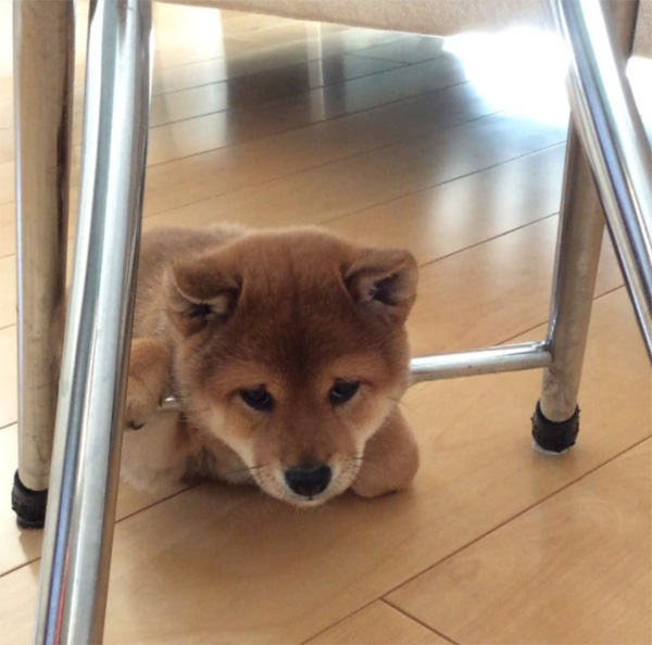 puppy born with permanent sad face