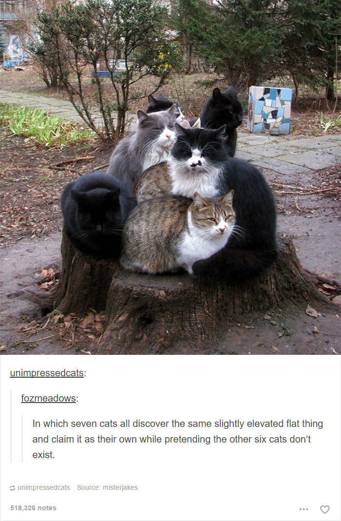 funny cat memes