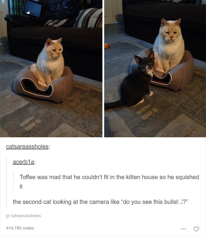funny cat memes