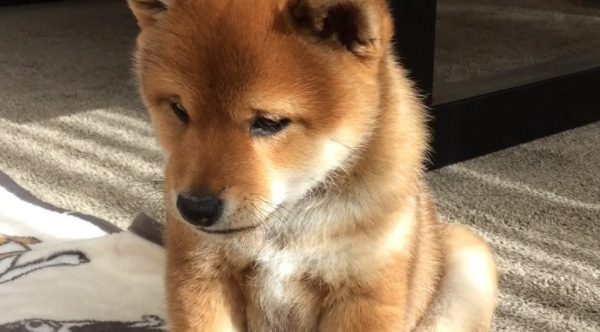 This Adorable Shiba Inu Puppy Was Born With A Permanent Sad Face