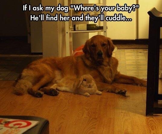 9a5cn-dog-and-rabbit-baby.jpg