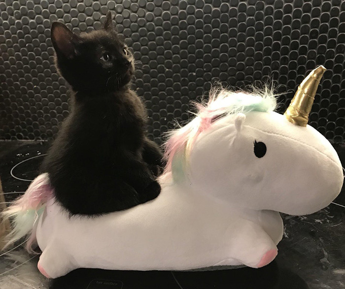 dalpz-onward-noble-steed.jpg