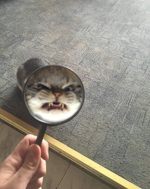 angry cat magnifying glass
