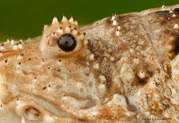 daddy long leg eye under microscope