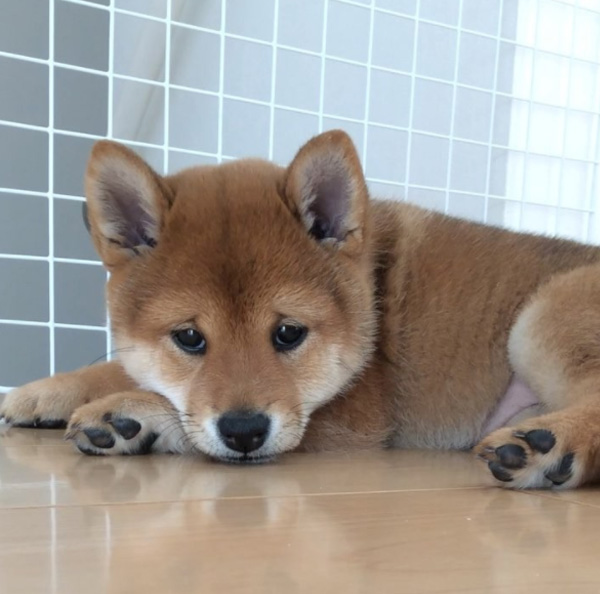 puppy born with permanent sad face