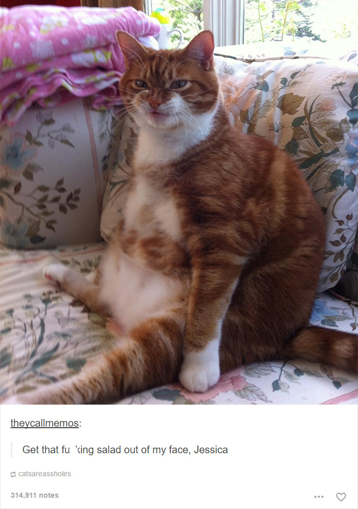 52 Funny Cat Memes That Prove Cats Still Rule The Internet