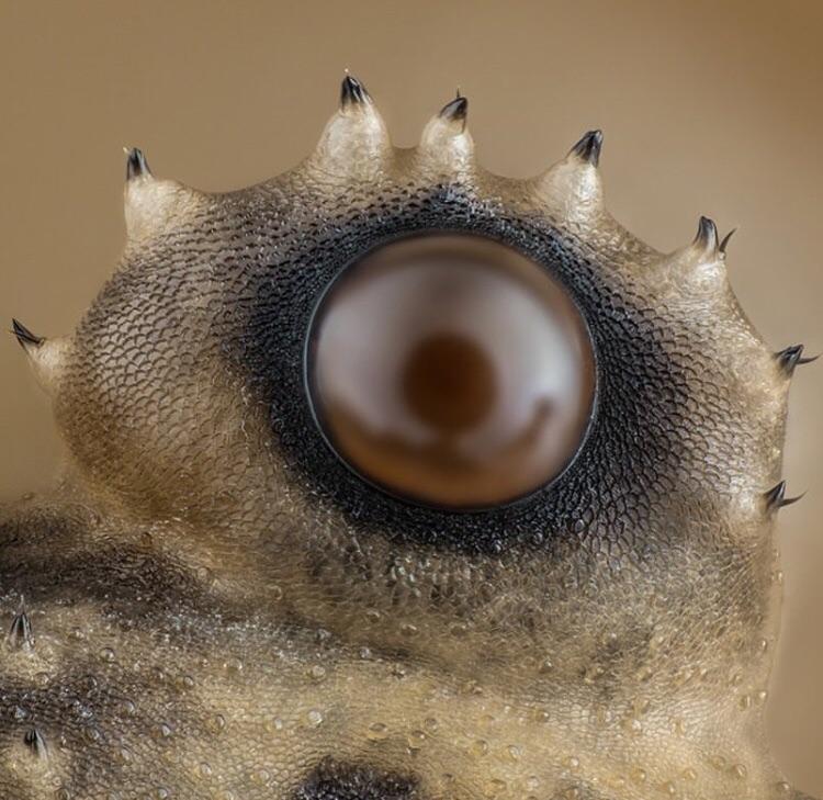 Check Out These Incredible Photos Of A Daddy Long Leg Eye