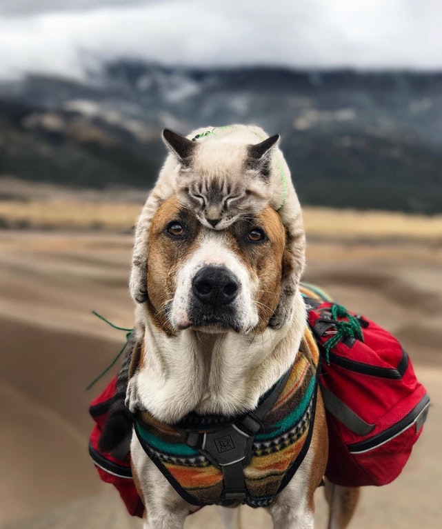 cat in the hat dog toy