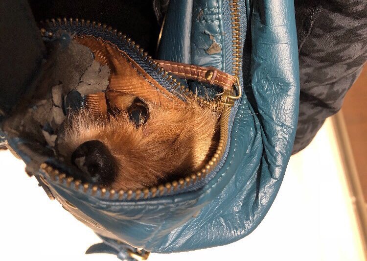 nurses sneak dog into hospital to say goodbye