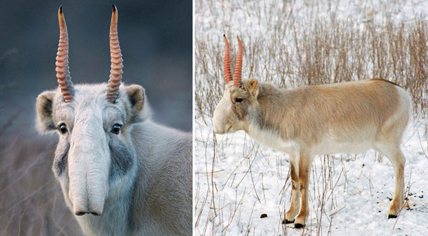 ug4la-Saiga-Antelope-lg.jpg