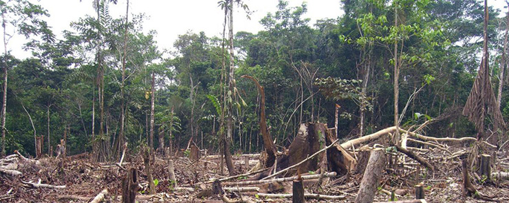 largest amazon reforestation project