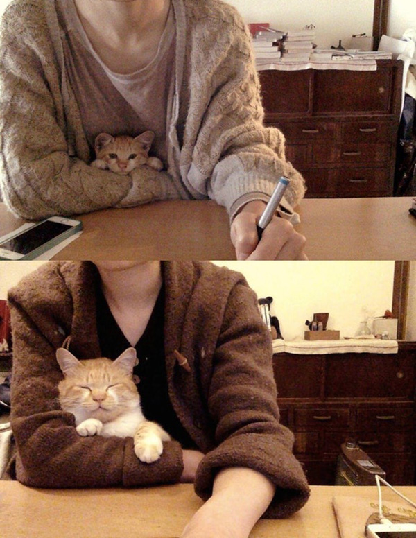 cat desk buddy