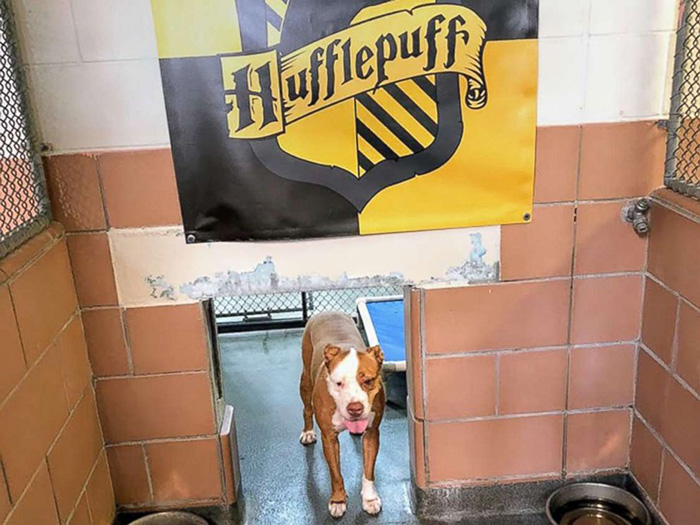 harry potter themed animal shelter