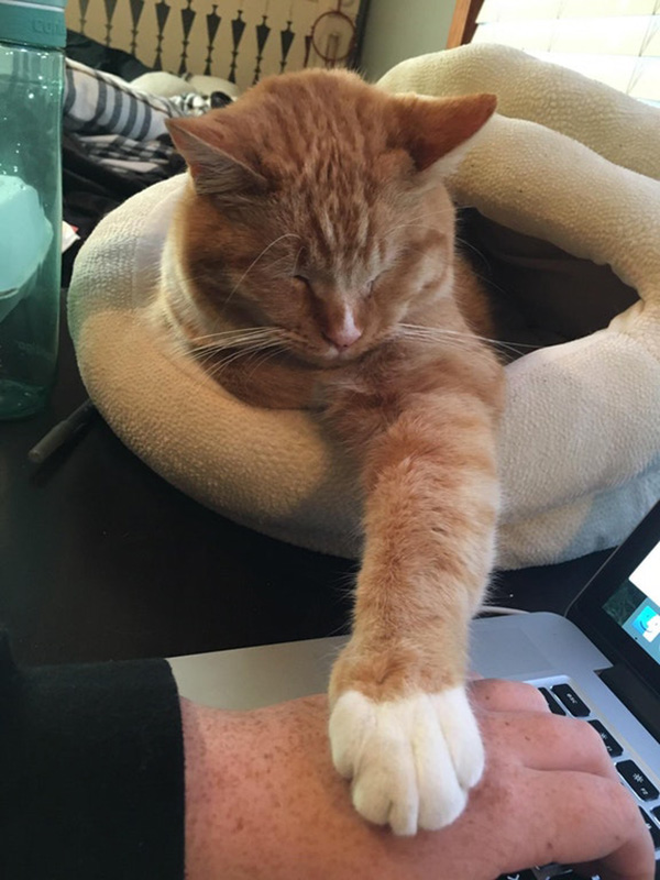 cat holds hand while work