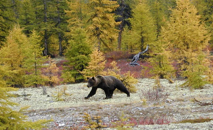 A Bear Armed With Two Guns Is On The Loose In Russia Zphaf-bear-armed-with-2-guns-on-the-loose-in-Russia-2