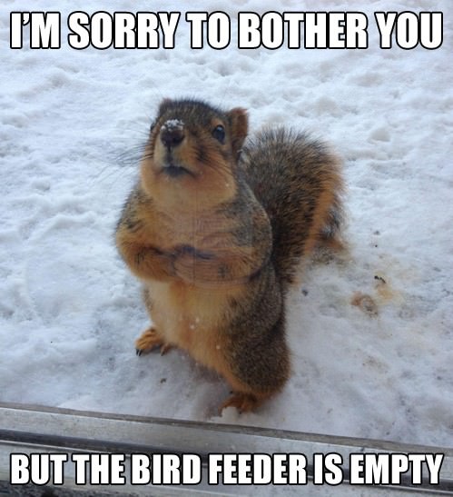 3husq-squirrel.jpg
