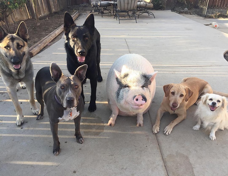 pig raised with dogs