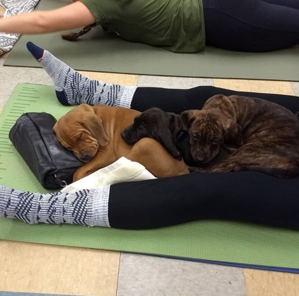 puppy yoga