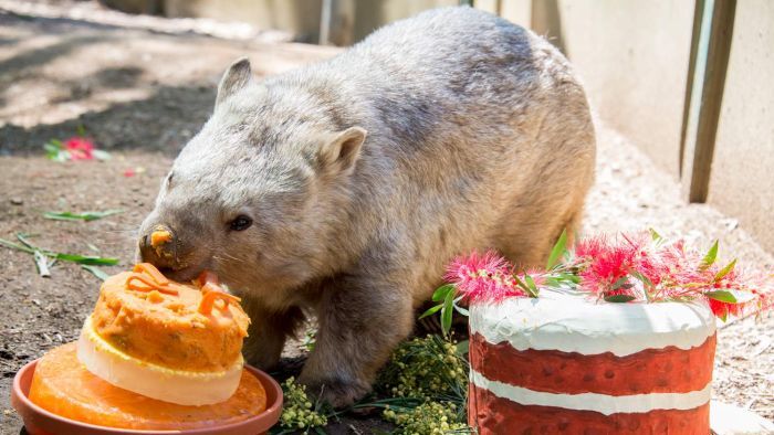 winnie wombat oldest wombat birthday 31