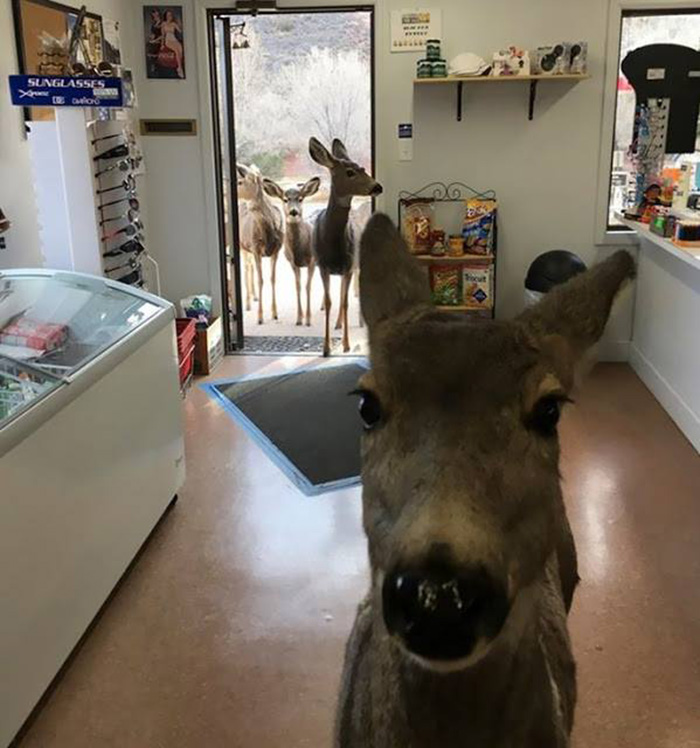 deer enters store in colorado returns with family