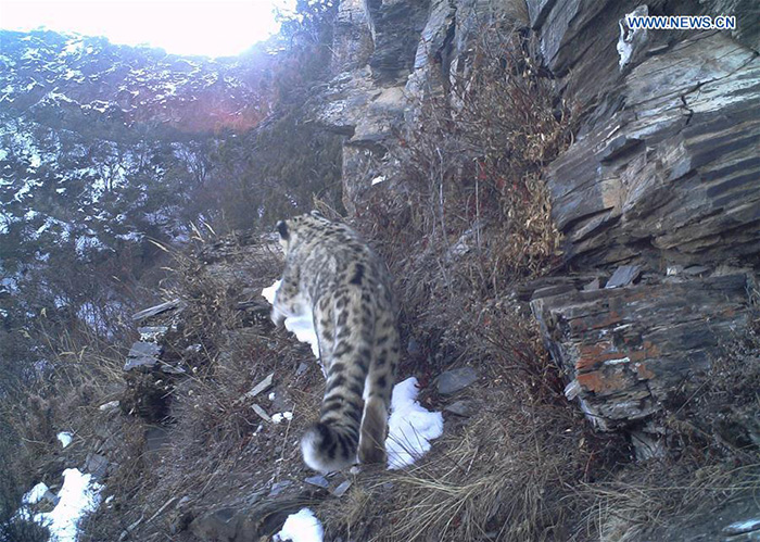 snow leopard on camera in tibet