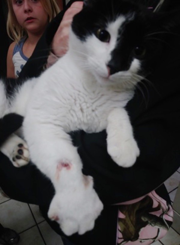 cat saves girl from rattlesnake