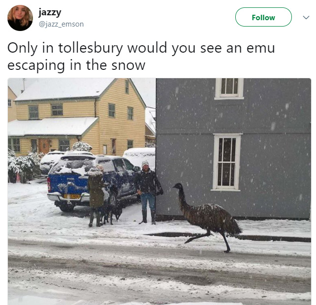 renegade emu escaped