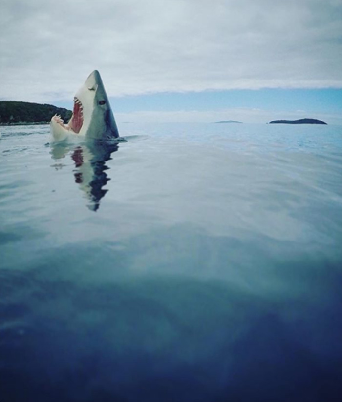 rare image of shark stepping on a lego