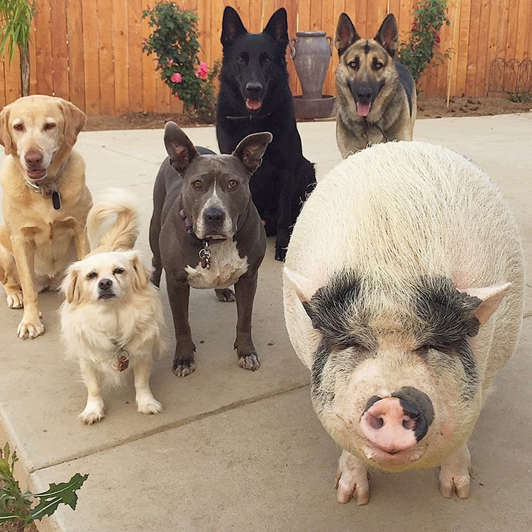 pig raised with dogs