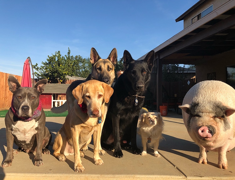 pig raised with dogs