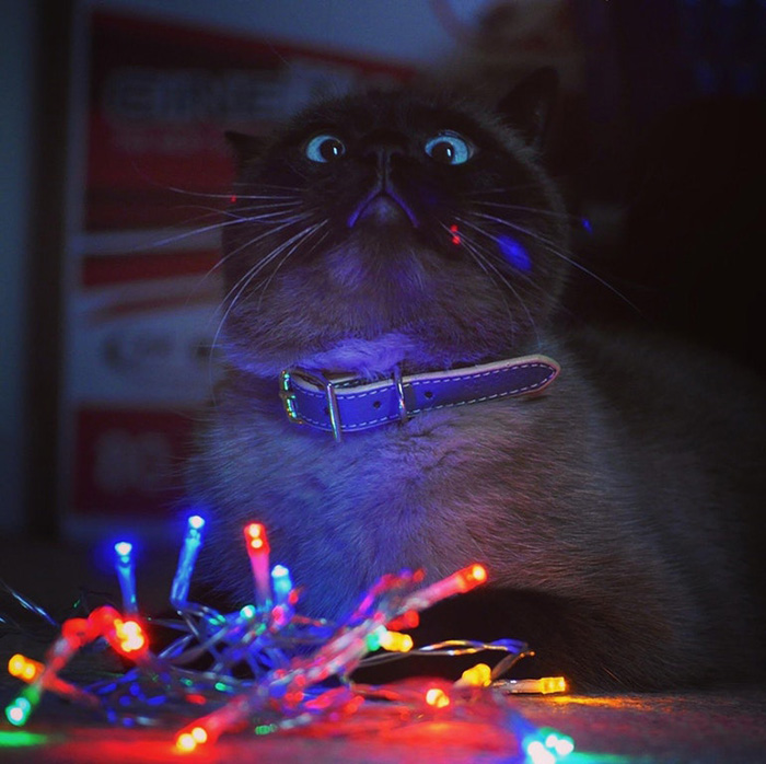 She tried to get a good picture of her cat with Christmas lights