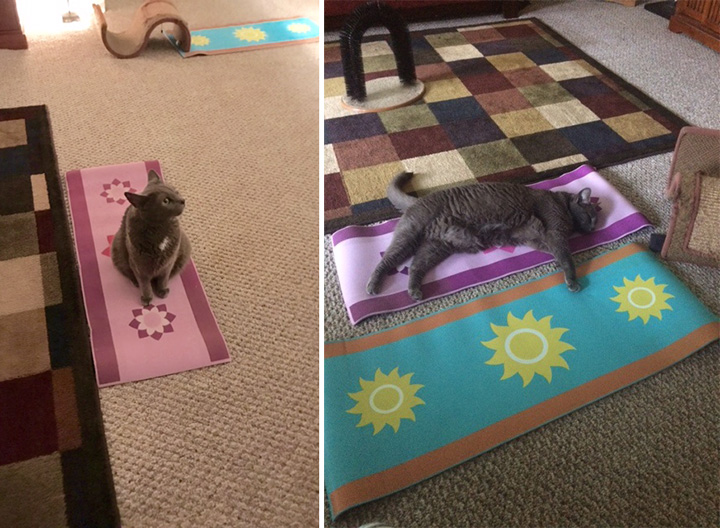 cat yoga mat