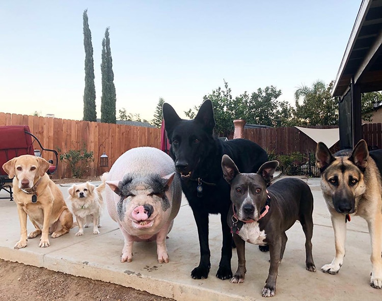 pig raised with dogs