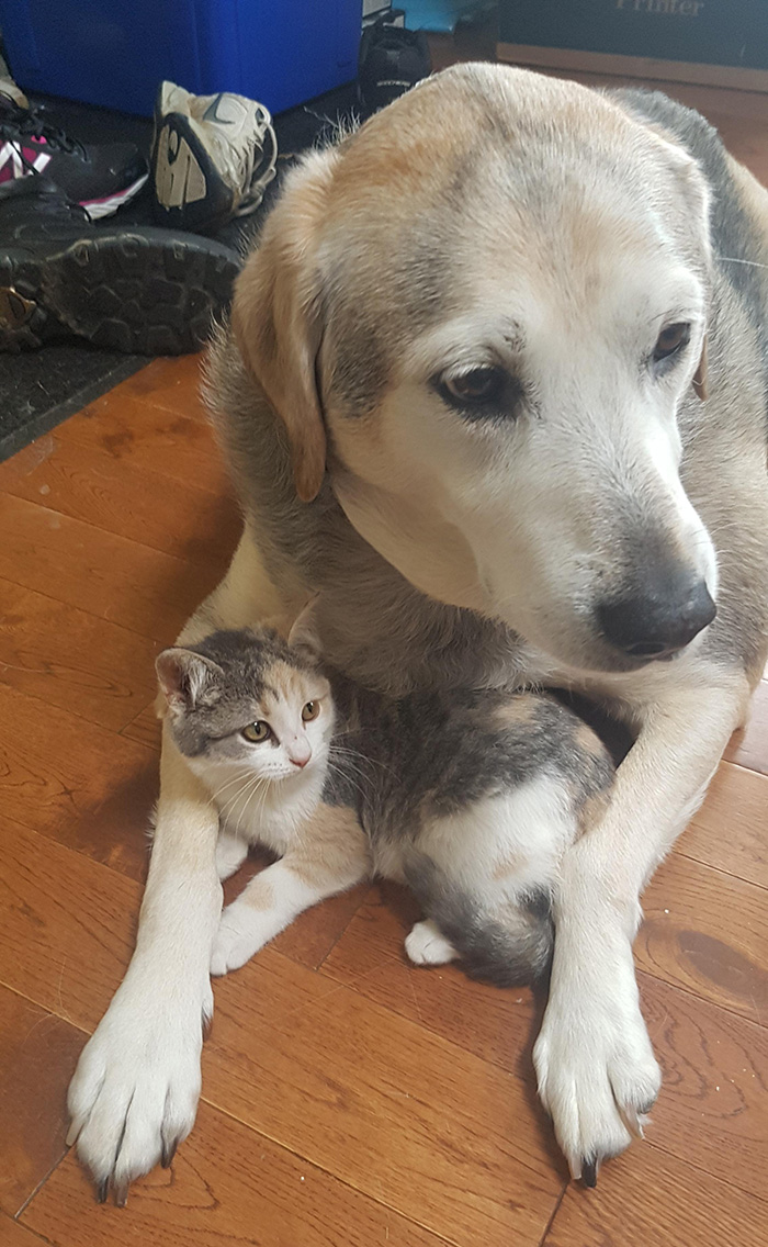 p5n1s-therapy-dog-kitten.jpg