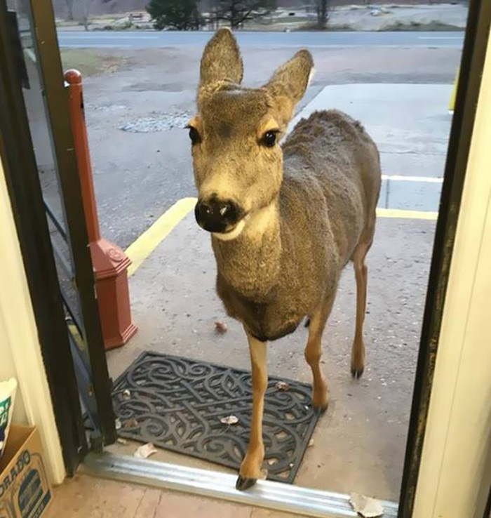 deer enters store in colorado returns with family