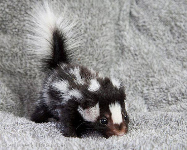 tiny baby skunk